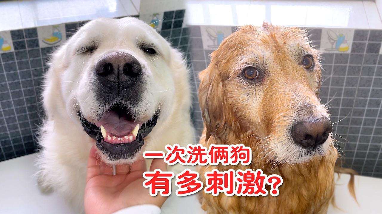 马上要过年了，一次翻新两条狗！