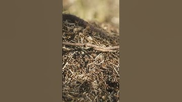 Unveiling the Mystery: Why Ants Never Sleep!