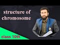 structure of chromosome