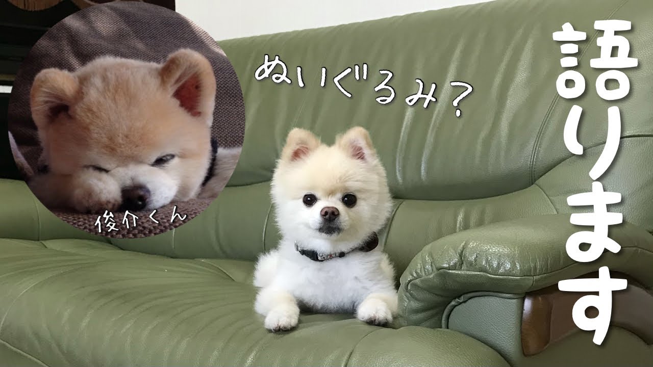 しゃべる犬 関西弁のポメが世界一可愛いワンコ俊介くんについての想い出をお話します Youtube