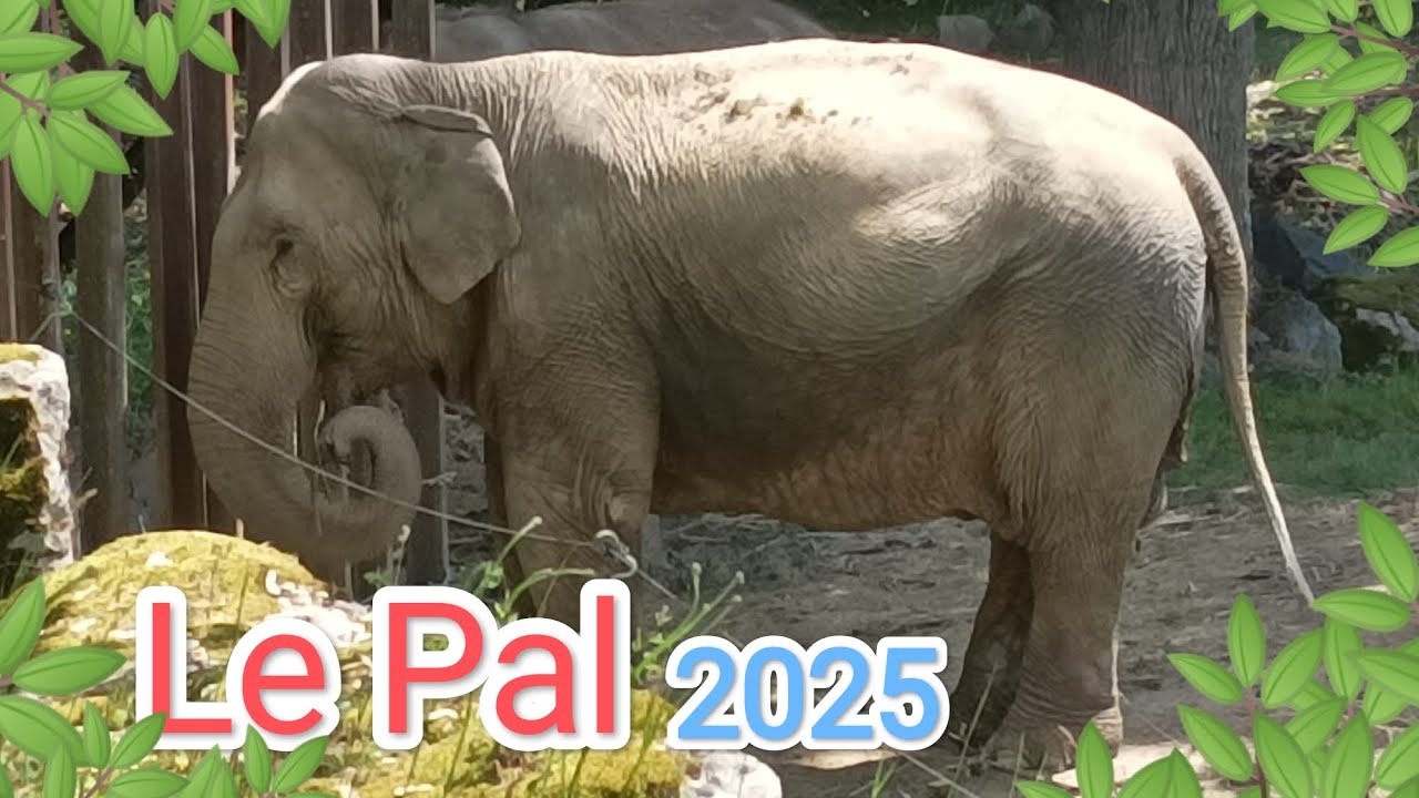 Le Pal, mai 2025, hors-mis des dizaines d'attractions, il y a des animaux incroyables à rencontrer!