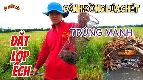 Đặt Lợp Ếch Trúng Mánh Ở Cánh Đồng Lúa Chét@Út Miền Tây