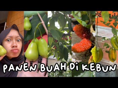 Video: Pemetik tomato yang betul