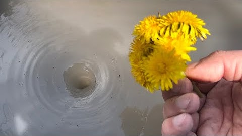 Amazing Water Vortex Experiment!? Whirlpool Hole vs Flowers.