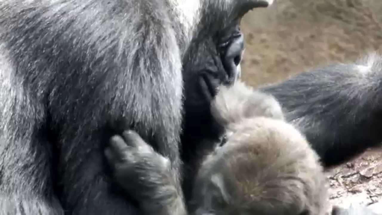 kawaii emoticons #06 Cute Baby Gorilla(one-year-old) and mom.かわいいゴリラの赤ちゃん（一歳）と母ゴリラ。