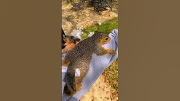 This comes with tree work… #squirrel #treeservice
