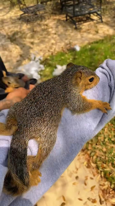 This comes with tree work… #squirrel #treeservice
