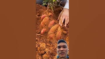 Bí Mật Trồng Khoai Lang Siêu Củ #farming