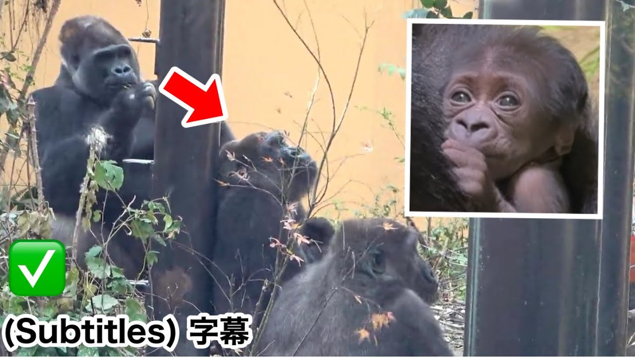 Папа Момотаро проявляет все больший интерес к маленькому горилле. Семья Момотаро