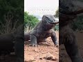 THE DEADLIEST LIZARD ON EARTH