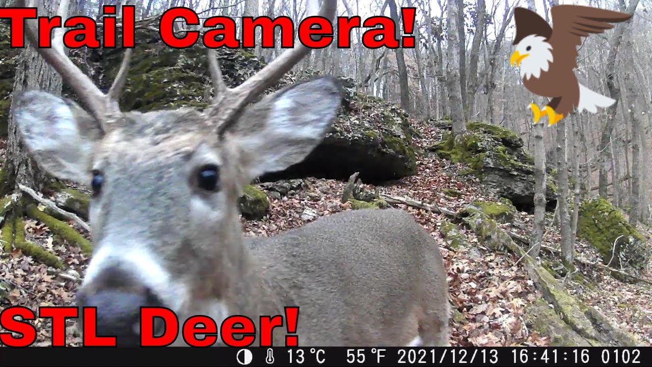 Trail Camera Footage! Eureka, MO! Coyote! Armadillo! Deer! St. Louis