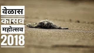 वेळास कासव महोत्सव | Velas Turtle Festival