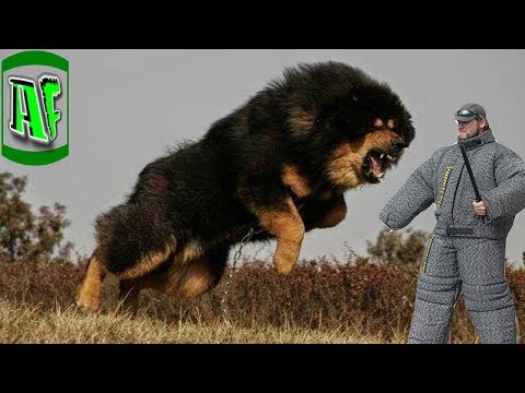 5 ყველაზე რთულად გასაწვრთნელი ძაღლის ჯიში