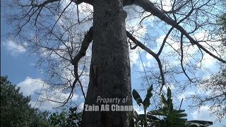 Download Lagu Tall, Big, Dangerous Pruning Giant Pedestal Tree MP3