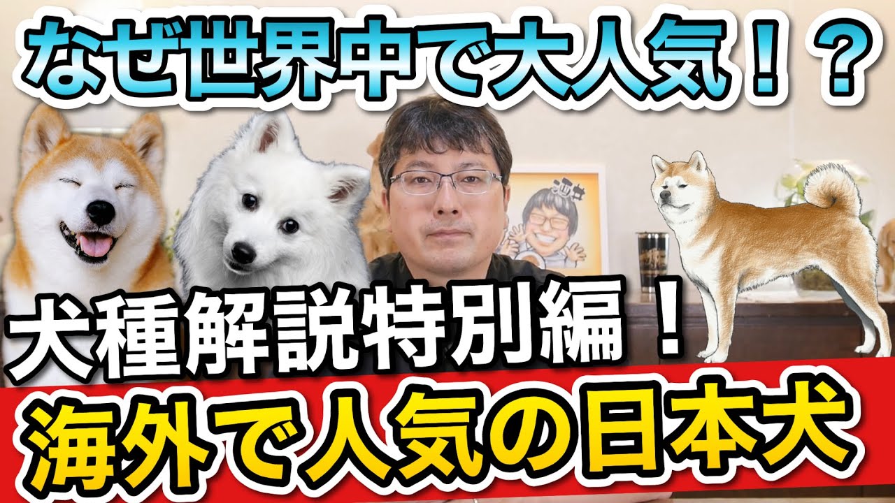 犬種解説特別編 世界で人気の日本犬種をペットショップ店長が解説します Youtube