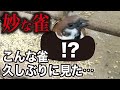 【ミステリー】どうしてこうなった?不可解な姿のスズメ