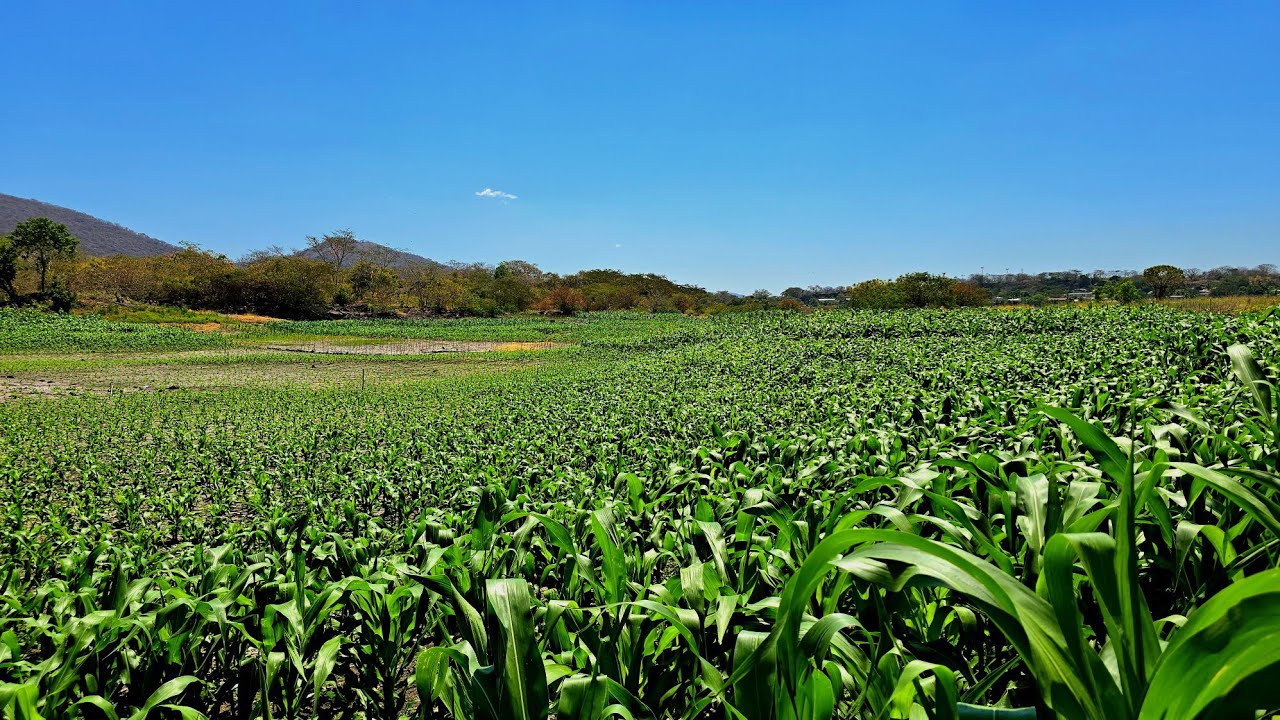 Los Hermosos Cultivos de Regadillo en el Lago de guijat 