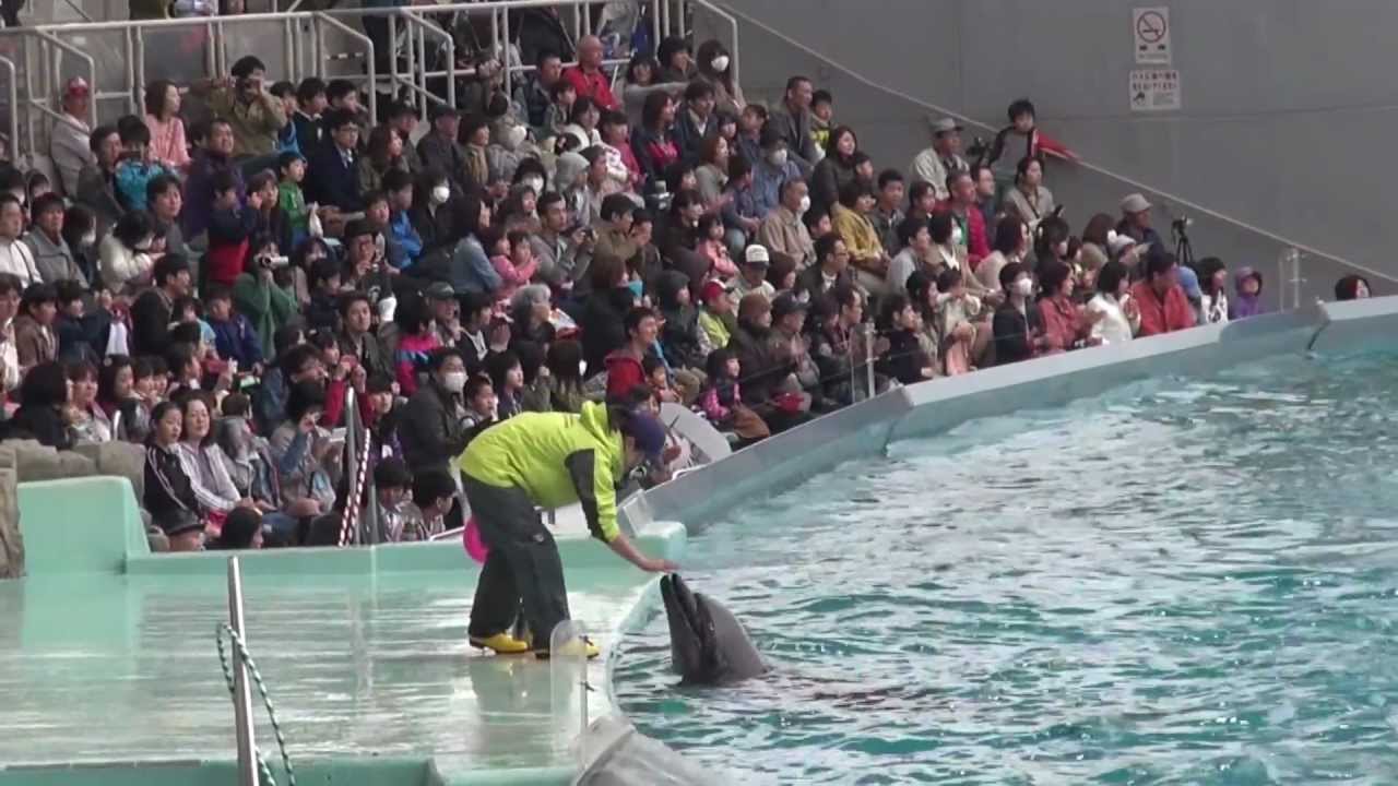 シャチ 事故 名古屋港水族館 日本国内で飼育されているシャチの家系図を作ってみた /