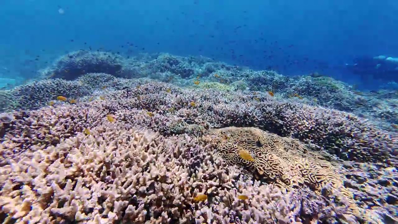 보홀 스쿠버다이빙 발리카삭 다이버스 헤븐