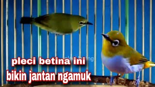Pleci Betina Bikin Jantan Ngamuk Gelabakan