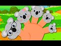 koala bear finger family | nursery rhymes | kids songs | baby videos