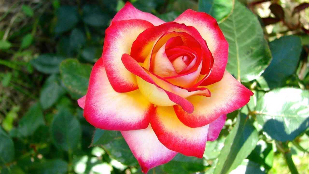 Top 999+ all colour rose images – Amazing Collection all colour rose ...