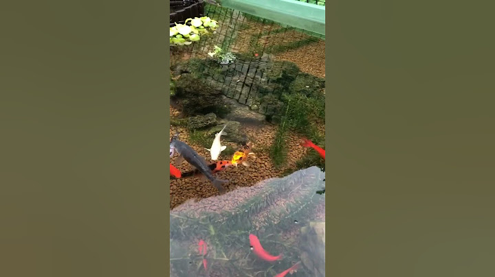 庭池ビオトープの錦鯉と金魚が美しすぎる！！！ #ビオトープ #錦鯉 #金魚
