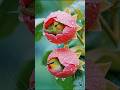 Nature’s Tiny Miracle: Birds Hiding in a Flower ✨ #usa #us #buglife #shorts