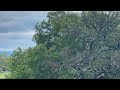 Música Relajante En El Bosque - Relaxing Music Into The Woods