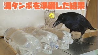 【湯たんぽ】雪が降り寒過ぎるので湯たんぽを用意した結果。 ぬくぬく猫&ウザがり姐御&口デカ犬 20200118、カラス&四つ足トリオ