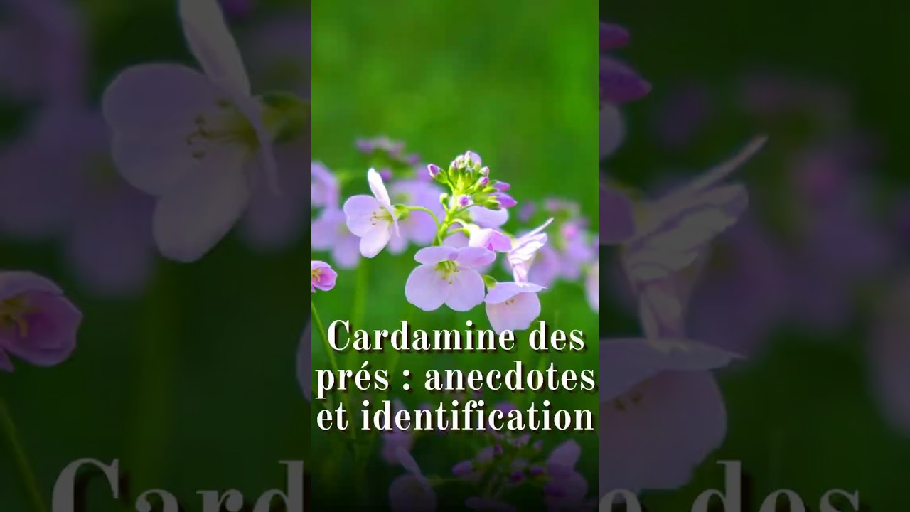 Cardamine des prés (Cardamine pratensis) : anecdotes et identification 