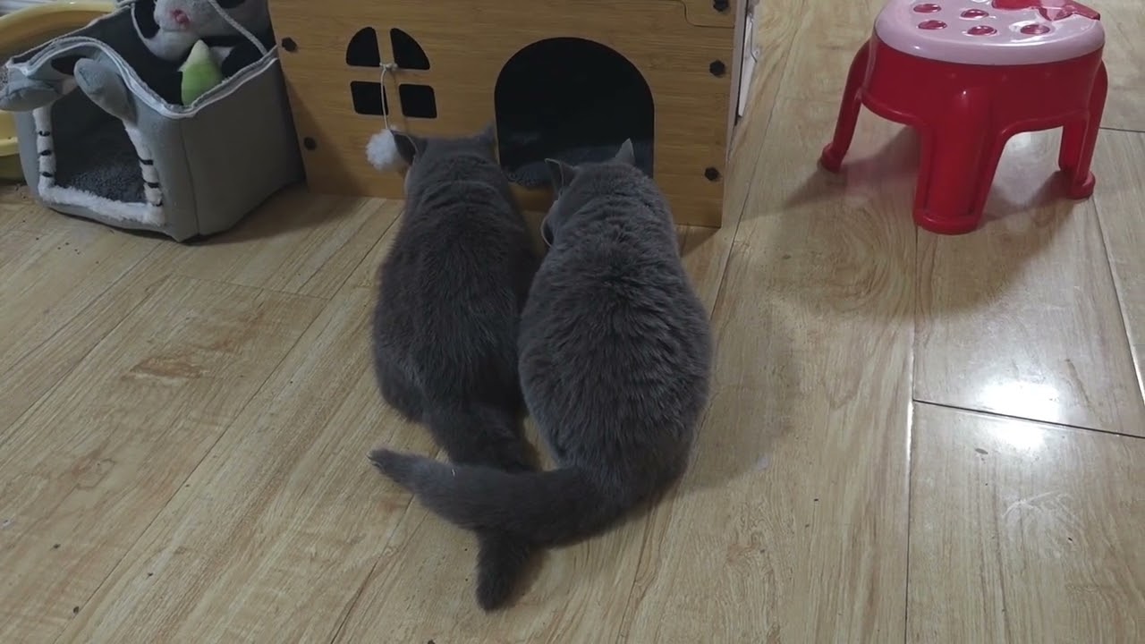 From Scaredy Cat to Family Member: Shadow Eats with Luna for the First Time