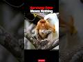 In the Wild, Surviving Once Means Nothing #eagle #monkey #proboscismonkey