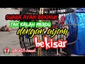 Suara Ayam Bekikuk Sama Dengan Suara Ayam Bekisar Merdu