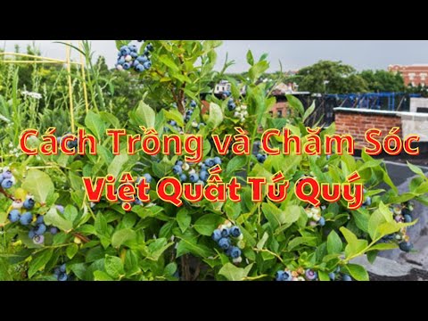 Video: Nam việt quất trong vườn được trồng như thế nào. Trồng và chăm sóc cây trồng