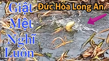 Câu Cá Rô Đồng. Kênh Lục Bình Luôn Là Sự Lựa Chọn Của Nhiều Cần Thủ Toàn Cá Ngon/@SangHuynhVlog
