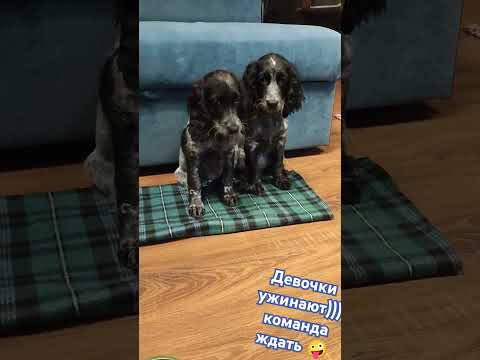 Русский охотничий спаниель 🤣🤣🤣команда ждать 🤪🤪🤪