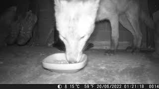 Fox Eating Hedgehog Food