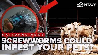 Pets and Prices: screwworms raise concerns for domestic pet safety and possible price hikes for beef