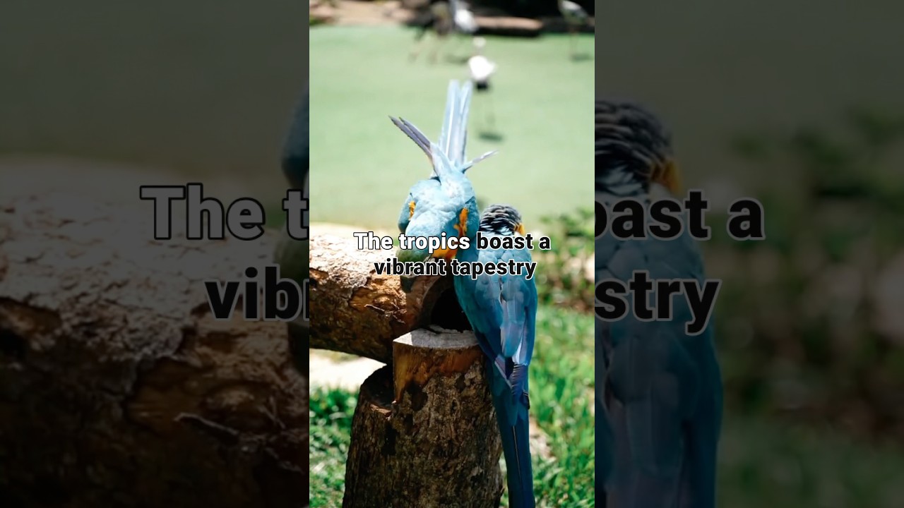 Tropical Wildlife Wonders 🌴🐢🦜 