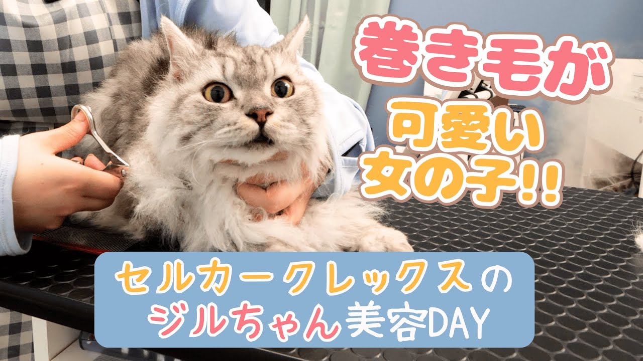 【巻き毛を戻す方法とは!?】猫の美容DAY / 猫専門サロン