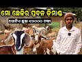      how to start a good goat farm in orissa efarmingodisha