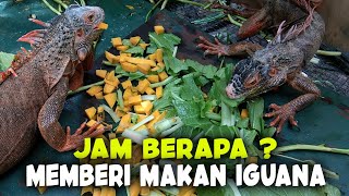 WAKTU YANG PAS MEMBERI MAKAN IGUANA