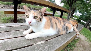 見慣れないマーブル猫がやって来て、少し戸惑った様子の三毛猫姉妹