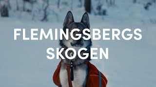 Hiking and camping with Tamaskan dog in the freezing cold by Emil Sahlén 128 views 2 months ago 9 minutes, 57 seconds