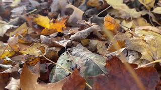 Fall at SCCC