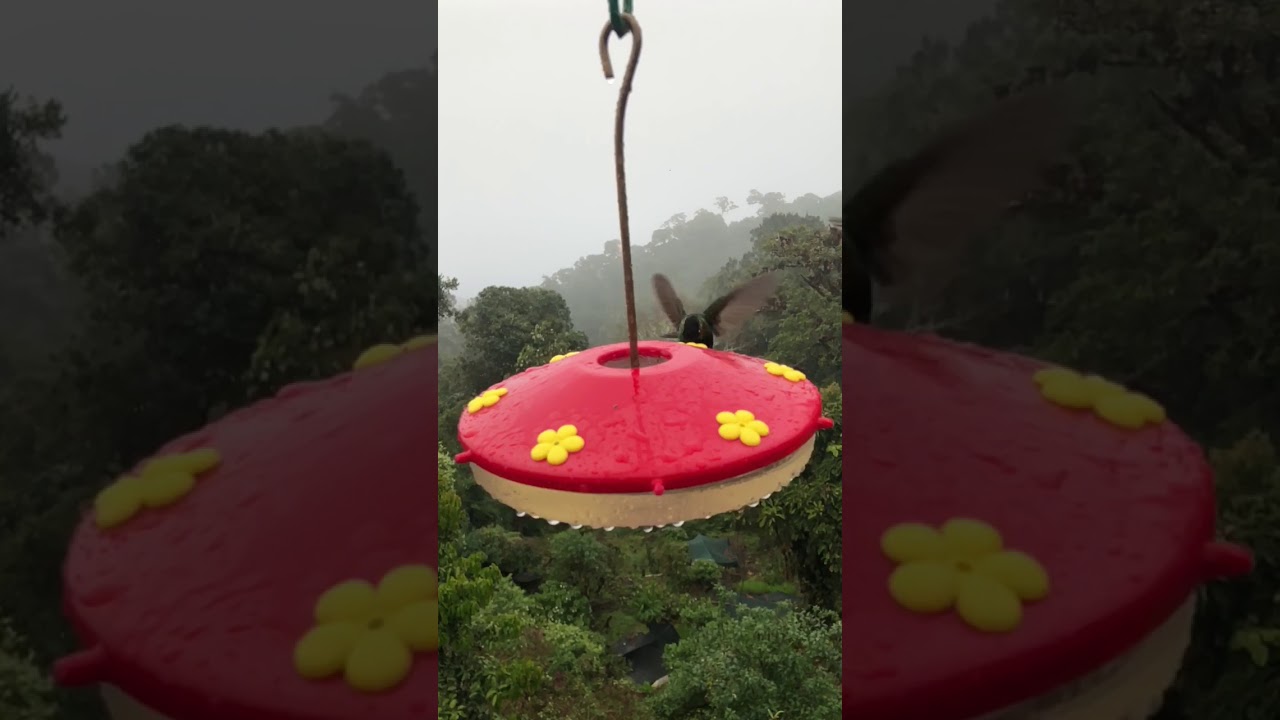 Hummingbird feeders in San Gerardo de Dota