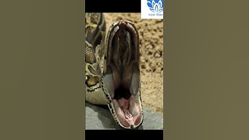 💥💥 Save the animal series 💥💥 | Python🔥🔥 #shorts #trending #short