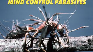 Parasites in Humans (Parasites can control the mind?)