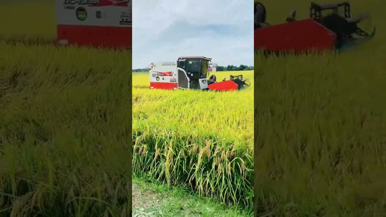 Dulu panen butuh puluhan orang, sekarang cukup satu mesin! Mesin Combine Harvester Padi